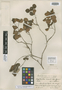 Calyptranthes bialata Urb., CUBA, E. L. Ekman H6044, Isotype, F