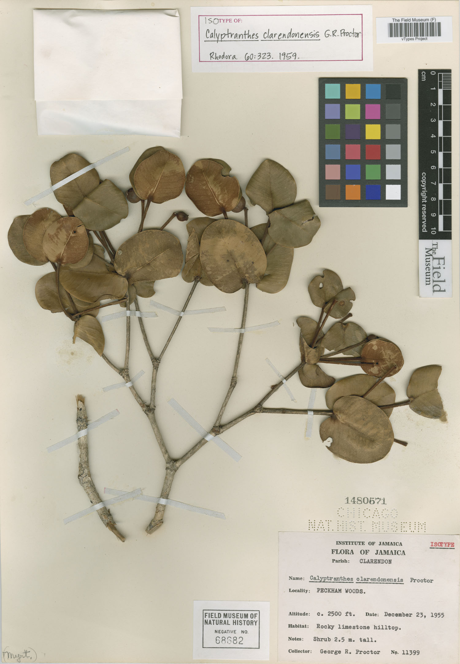 Calyptranthes clarendonensis image