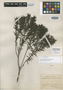 Calyptranthes angustifolia Kiaersk., BRAZIL, A. F. M. Glaziou 2869, Isosyntype, F