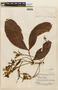 Inga splendens Willd., SURINAME, F