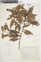 Ocotea lancifolia (Schott) Mez, BRAZIL, F