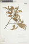 Ocotea pauciflora (Nees) Mez, PERU, F