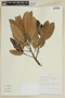 Persea areolatocostae (C. K. Allen) van der Werff, PERU, F