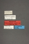 63519 Formicocephalus venator HT labels IN