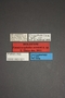 63521 Formicocephalus newtoni HT labels IN