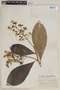 Pleurothyrium cuneifolium Nees, PERU, F