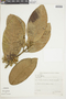 Mollinedia lamprophylla Perkins, BRAZIL, F
