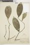 Mollinedia latifolia (Poepp.) Tul., PERU, F
