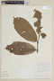 Siparuna guianensis Aubl., BRITISH GUIANA [Guyana], F