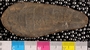 PE 6174