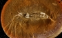 2013 Grainger Mazon Creek Holotype Digitization Project Photographed with polarized light.