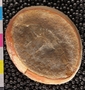 2013 Grainger Mazon Creek Holotype Digitization Project Photographed with polarized light.