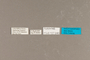 127040 Tropidacris sp labels IN