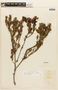 Bejaria ledifolia Kunth, F