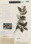 Calyptranthes multiflora O. Berg, PERU, E. F. Poeppig 2684, Isosyntype, F
