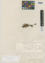 Calyptranthes musciflora var. obscura O. Berg, BRAZIL, F. Sellow, Isotype, F