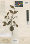 Calyptranthes mutabilis O. Berg, BRAZIL, L. Riedel, Isotype, F