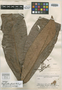Calyptranthes plicata McVaugh, BRAZIL, B. A. Krukoff 8432, Isotype, F