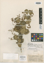 Calyptranthes pullei var. immaculata McVaugh, VENEZUELA, F. Cardona P. 1083, Isotype, F