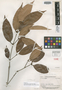 Calyptranthes smithii McVaugh, GUYANA, A. C. Smith 2643, Isotype, F