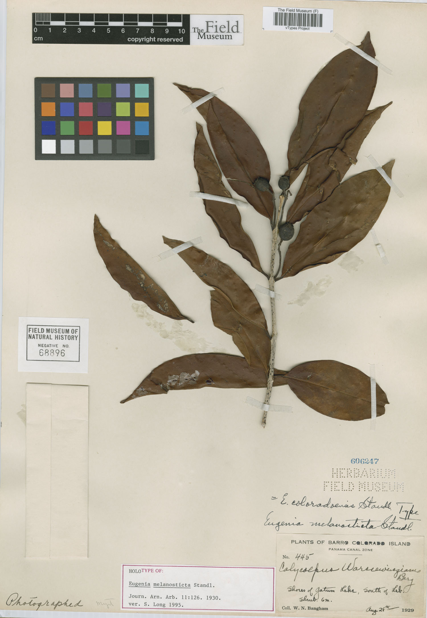 Syzygium melanostictum image