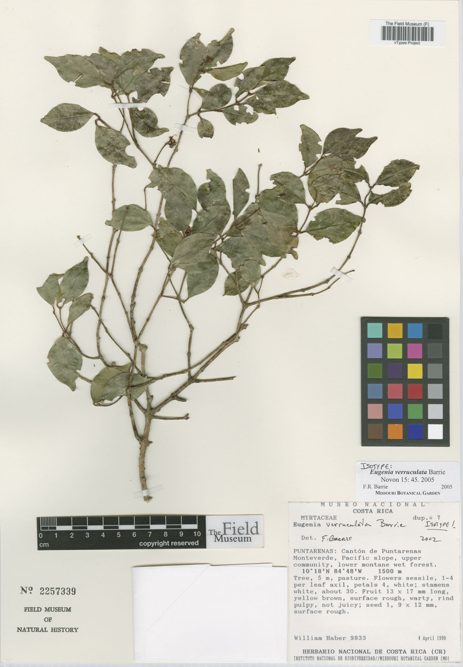 Eugenia verruculata image