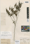 Eugenia acuminatissima Miq., BRAZIL, P. H. Claussen 1518, Isotype, F