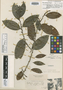 Erythroxylum citrifolium var. latifolium O. E. Schulz, French Guiana, F. M. R. Leprieur 321, Syntype, F