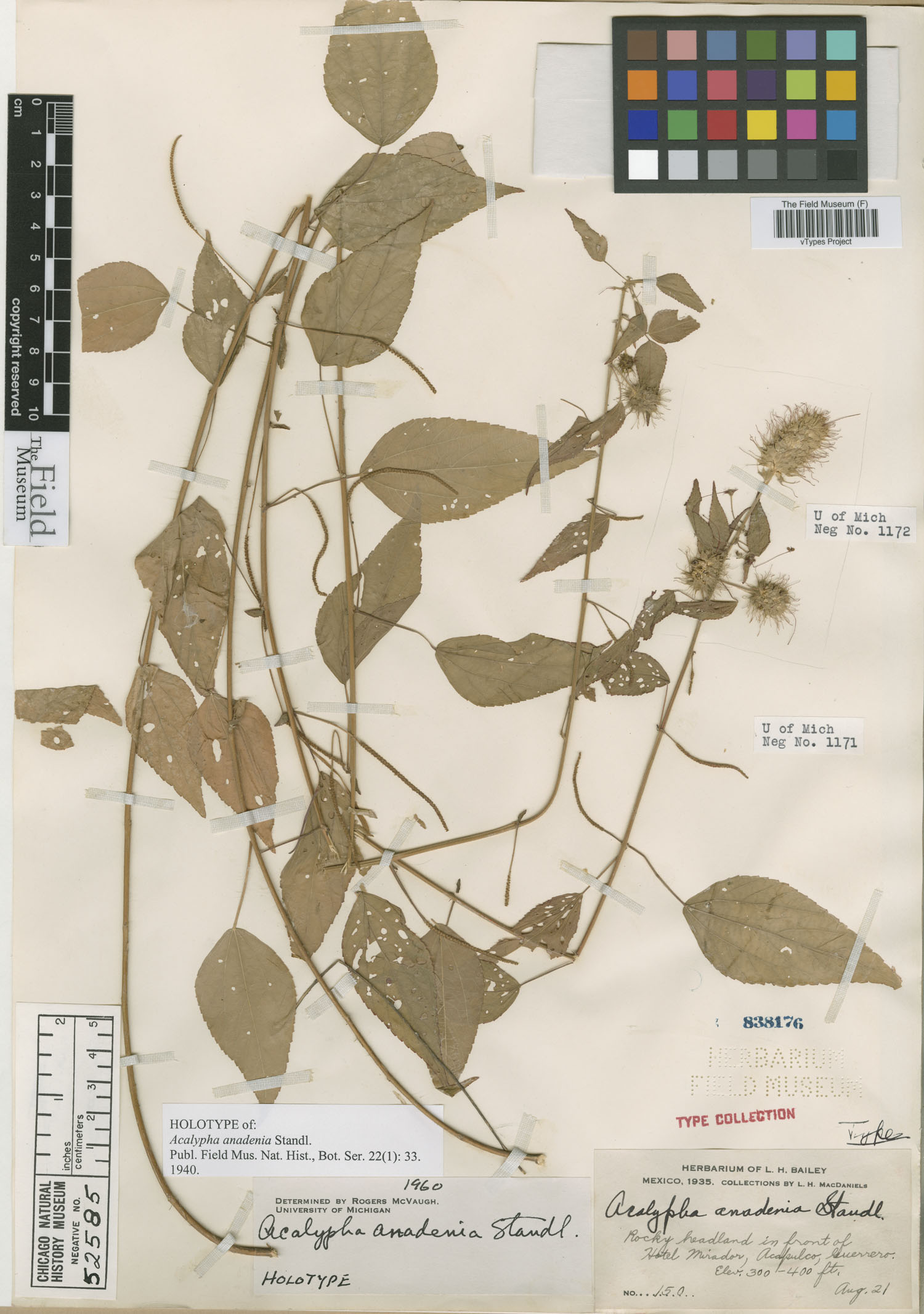 Acalypha anadenia image