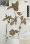Acalypha lignosa image