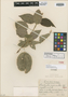 Acalypha pycnantha Urb., HAITI, E. L. Ekman 3508, Isotype, F