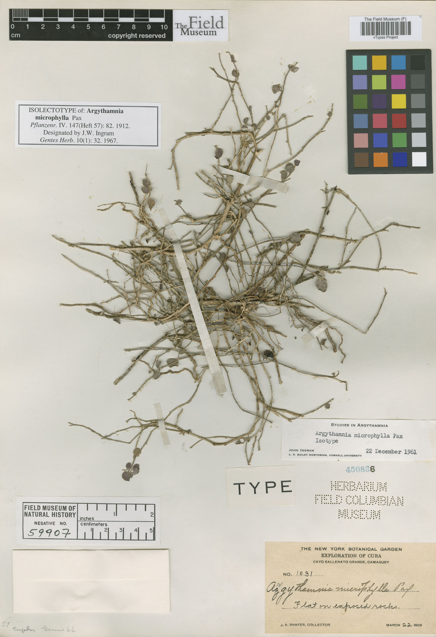 Argythamnia microphylla image