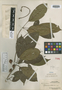Baccaurea rostrata Merr., A. D. E. Elmer 21554, Isotype, F