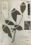 Baccaurea trunciflora Merr., A. D. E. Elmer 21550, Isotype, F