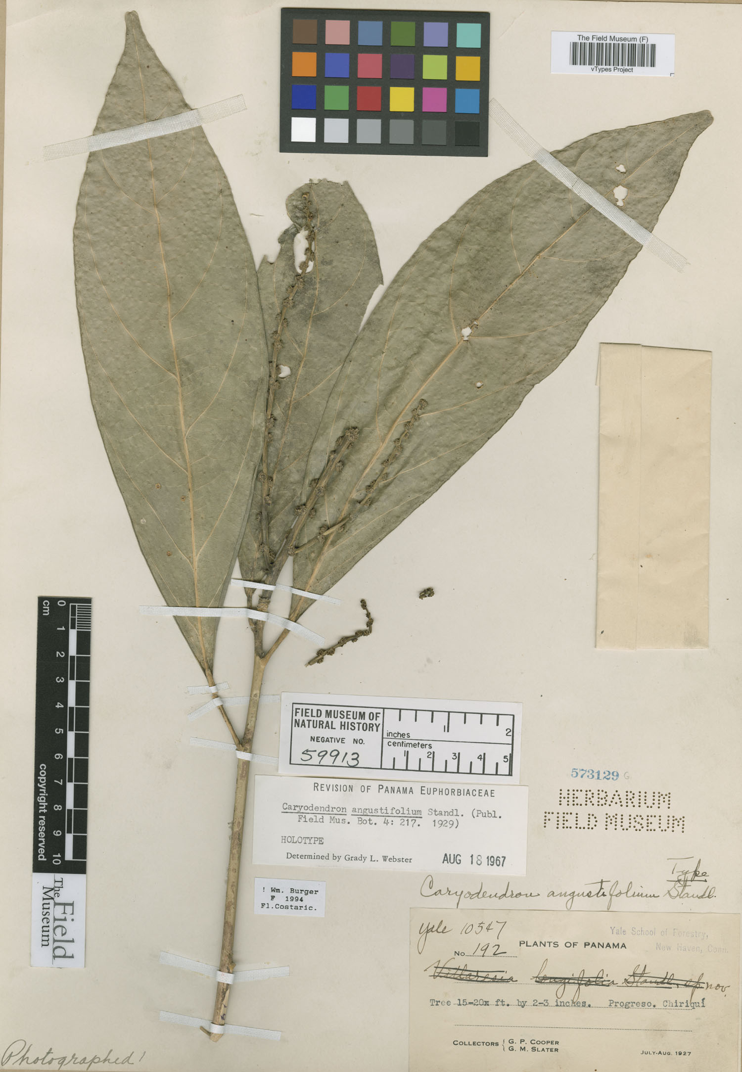 Caryodendron angustifolium image