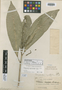 Image of Caryodendron angustifolium