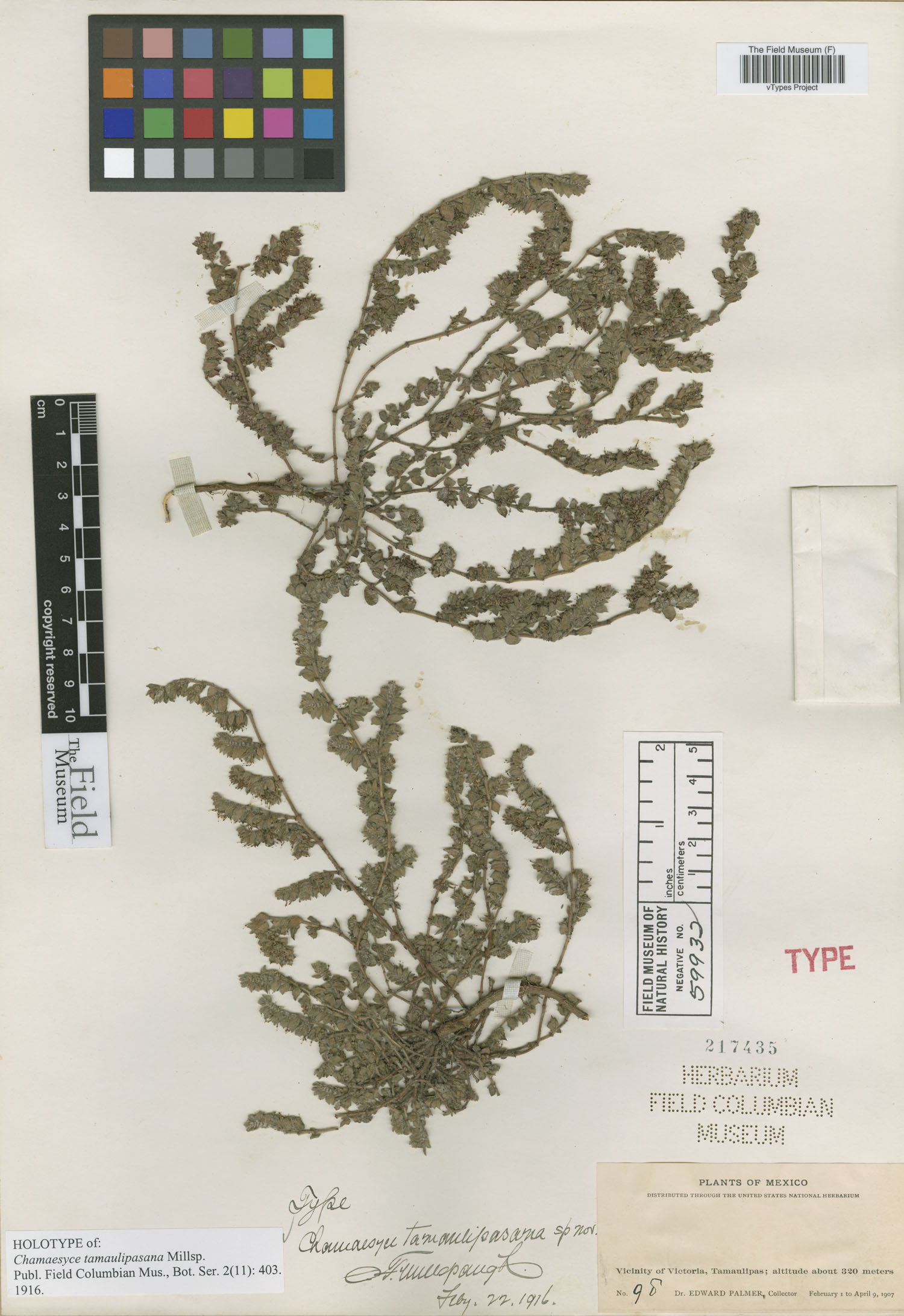 Euphorbia tamaulipasana image