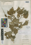 Croton jalapensis Croizat, GUATEMALA, P. C. Standley 76414, Isotype, F