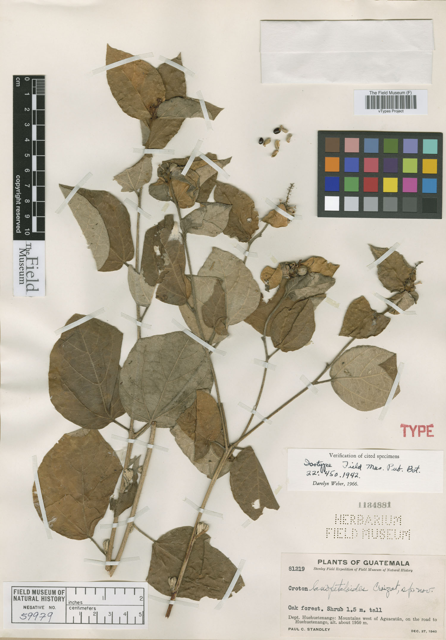 Croton lasiopetaloides image