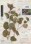 Croton lasiopetaloides Croizat, GUATEMALA, P. C. Standley 81219, Isotype, F