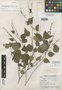 Croton lotorius Croizat, GUATEMALA, J. A. Steyermark 51332, Isotype, F