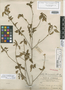 Croton millspaughii Standl., BAHAMAS, C. F. Millspaugh 1593, Holotype, F