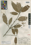 Croton perobtusus Lundell, MEXICO, E. Matuda 3160, Isotype, F