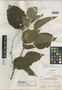 Croton quercetorum Croizat, GUATEMALA, P. C. Standley 77460, Isotype, F