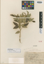 Croton jacmelianus Urb., HAITI, E. L. Ekman 5955, Isotype, F