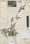 Dalechampia schottii var. trifoliata Greenm., MEXICO, G. F. Gaumer 1512, Syntype, F