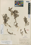 Euphorbia pergamena Small, U.S.A., J. H. Simpson 523, Syntype, F