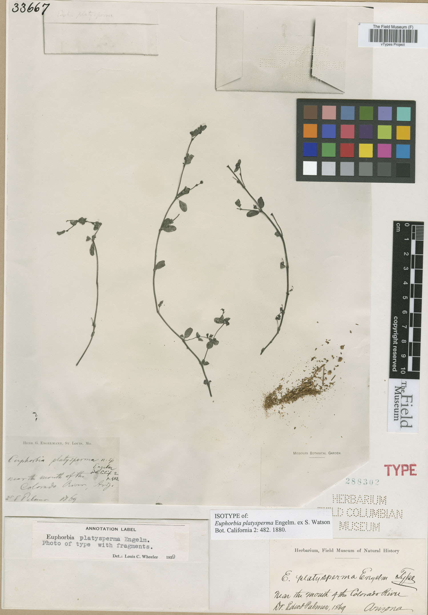 Chamaesyce platysperma image