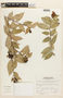 Cavendishia bracteata (Ruíz & Pav. ex J. St.-Hil.) Hoerold, Peru, A. Sagástegui A. 15973, F