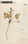 Cavendishia bracteata (Ruíz & Pav. ex J. St.-Hil.) Hoerold, PERU, F